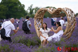 夏日紫色浪漫來(lái)襲！中英芳香產(chǎn)業(yè)人士共話(huà)交流合作
